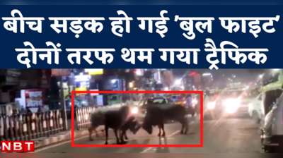 Bull Fight Viral Video: लखनऊ के तेलीबाग इलाके में बीच सड़क भिड़ गए तीन सांड, थम गया ट्रैफिक