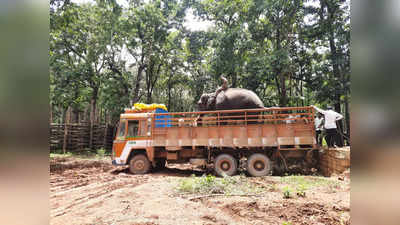 Leopard In Belagavi | ಬೆಳಗಾವಿಯಲ್ಲಿ ಚಿರತೆ ಸೆರೆಗೆ ಸಕ್ರೇಬೈಲು ಬಿಡಾರದಿಂದ ಹೊರಟ ಅರ್ಜುನ, ಆಲೆ ಆನೆಗಳು: 8 ಜನರ ವಿಶೇಷ ತಂಡದಿಂದ ಕಾರ್ಯಾಚರಣೆ