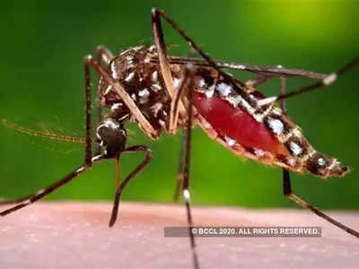 मॉनसूनी बीमारियां लेने लगीं जान, मलेरिया, लेप्टो, डेंगी और स्वाइन फ्लू से अब तक 6 लोगों की मौत