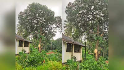 ഐതിഹാസിക മണ്ണില്‍ ഇഎംഎസ് നട്ട മാവ് ഓര്‍മയായി, മുറിച്ചു മാറ്റിയത് ദേശീയപാത വികസനത്തിന്‍റെ ഭാഗമായി