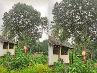 ഐതിഹാസിക മണ്ണില്‍ ഇഎംഎസ് നട്ട മാവ് ഓര്‍മയായി, മുറിച്ചു മാറ്റിയത് ദേശീയപാത വികസനത്തിന്‍റെ ഭാഗമായി