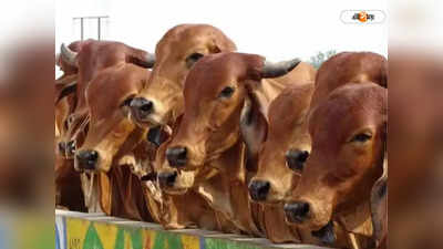 Cattle Smuggling Case: গোরু চুরি করতে এসে গণধোলাইয়ে মৃত্যু, চাঞ্চল্য জলপাইগুড়িতে