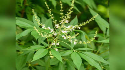 जंगली झाड़ नहीं ये पौधा, इसके बीज, फूल-पत्तों में भरे हैं औषधीय गुण, अस्थमा सहित 20 बीमारियों का करता है इलाज