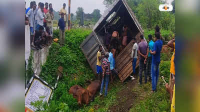Cattle Smuggling Case: ট্রাকে গোরু: ইউপি বিহার হানা দেবে পুলিশ