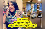 Cat House : ఆ ఇల్లంతా పిల్లులే.. ఎక్కడ చూసినా మ్యావ్.. మ్యావ్