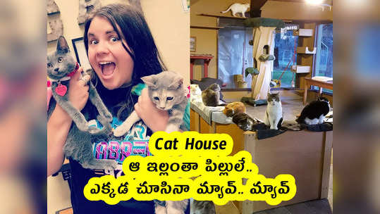 Cat House : ఆ ఇల్లంతా పిల్లులే.. ఎక్కడ చూసినా మ్యావ్.. మ్యావ్ 