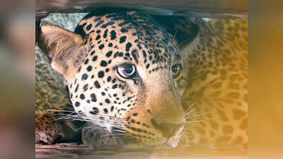 Leopard: ಮನುಷ್ಯನಿಗೂ ಸವಾಲಾದ ಚಿರತೆ; ಬೆಳಗಾವಿಯಲ್ಲಿ 20 ದಿನ ಕಳೆದರೂ ಬಲೆಗೆ ಬೀಳದ ಚಾಲಾಕಿ ವನ್ಯಜೀವಿ!