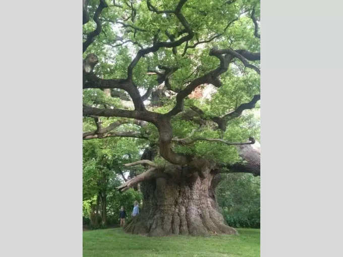 800 साल पुराना पेड़...