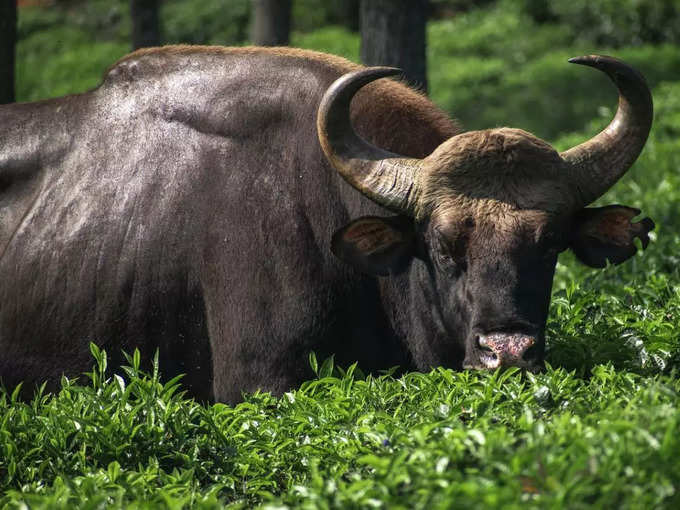 ಕೂರ್ಗ್‌