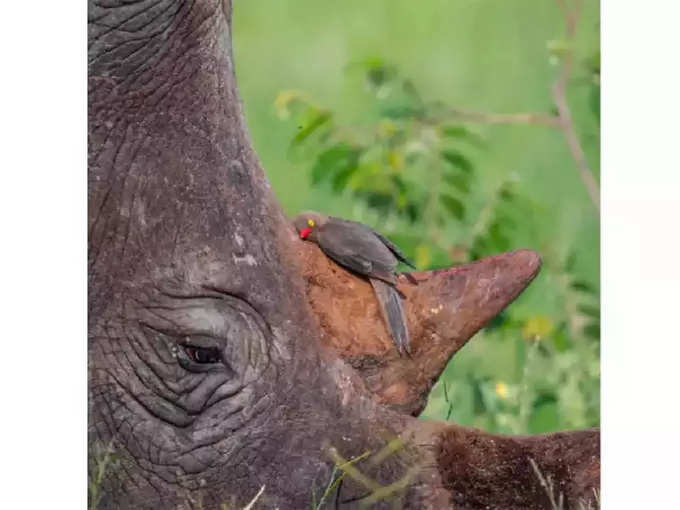 पक्षी पाहा कसा शांत झोपलाय