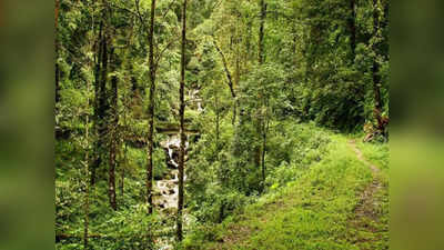 West Bengal News: कोलकाता ने 10 साल में 30% हराभरा क्षेत्र गंवाया, बंगाल में दो साल में 1% कम हुए पेड़