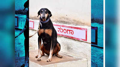 Sniffer dog Tunga | ದಾವಣಗೆರೆ: ಲೇಡಿ ಸಿಂಗಂ ಖ್ಯಾತಿಯ ಪೊಲೀಸ್ ಶ್ವಾನ ತುಂಗಾ ಇನ್ನಿಲ್ಲ