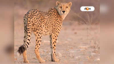 Cheetah: ‘ছুটে শিকার ধরতে অক্ষম’, নামিবিয়ার চিতা নিতে অস্বীকার ভারতের