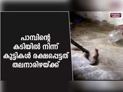 അംഗനവാടിയിൽ കുട്ടികളുടെ ഇരിപ്പിടത്തിന് സമീപം പാമ്പ്;  കുട്ടികൾ രക്ഷപ്പെട്ടത് തലനാരിഴയ്ക്ക്