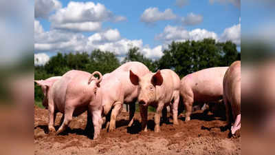 African Swine Fever Alert | ಹೊಸಕೋಟೆಯ ಬೆಳಮಂಗಲದಲ್ಲಿ ಆಫ್ರಿಕನ್ ಹಂದಿಜ್ವರ ಪತ್ತೆ; ಹೈ ಅಲರ್ಟ್
