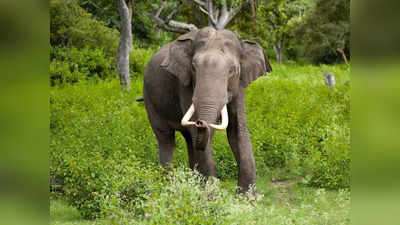 थाइलैंड में गर्मी से पागल हुआ हाथी, दिखाने वाले दांतों से ही महावत के कर दिए दो टुकड़े