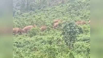 മുണ്ടക്കയത്ത് കാട്ടാനയിറങ്ങി; ഒന്നും രണ്ടുമല്ല, എത്തിയത് പത്തോളം കാട്ടാനകൾ