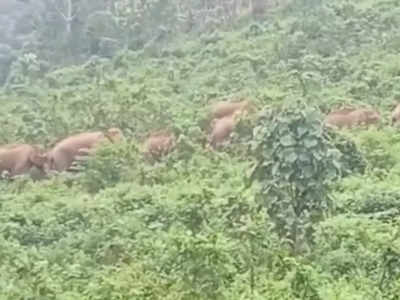 മുണ്ടക്കയത്ത് കാട്ടാനയിറങ്ങി; ഒന്നും രണ്ടുമല്ല, എത്തിയത് പത്തോളം കാട്ടാനകൾ