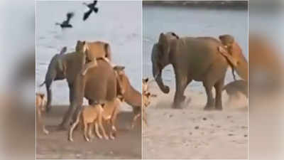 17 शेरों ने किया हाथी के बच्चे पर अटैक, लेकिन उसने हिम्मत नहीं हारी और खेला कर दिया!