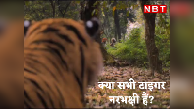 Tiger Attack : इंसान की जान के दुश्मन क्यों बन जाते हैं बाघ? समझिए दांत घिसने पर क्या बदल जाता है