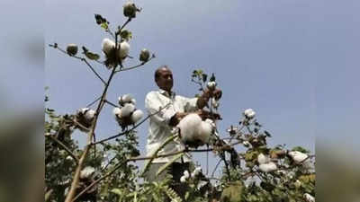 ಹತ್ತಿ ಬೆಳೆಗಾರರಿಗೆ ನಿರಾಸೆ: ನಿರಂತರ ಮಳೆಯಿಂದ ಕಾಯಿ ಕಟ್ಟದ ಬೆಳೆ; ತಲೆಕೆಳಗಾದ ರೈತರ ನಿರೀಕ್ಷೆ!