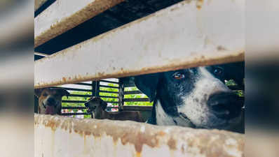 Kerala news: इंसान के दोस्त या दुश्मन? केरल में कुत्तों के काटने की बढ़ती घटनाओं से लोगों में टेंशन