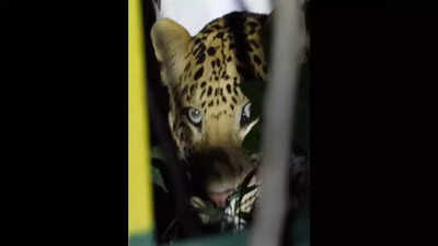 Leopard In Belagavi: ಬೆಳಗಾವಿ ಗಾಲ್ಫ್‌ ಕ್ಲಬ್‌ನಲ್ಲಿ 24 ದಿನ ಕಳೆದರೂ ಸೆರೆಯಾಗದ ಚಿರತೆ!