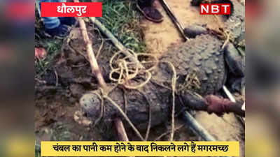 Dholpur News : गांव में निकला विशाल मगरमच्छ, गांव वालों ने रेस्क्यू कर वन विभाग को सौंपा