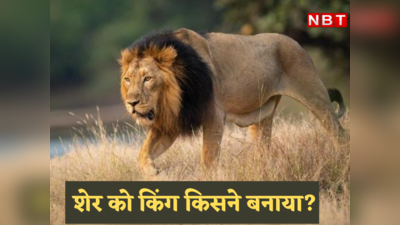 Lion News: न हाथी जैसा शरीर, न लोमड़ी जितनी चालाकी, न चीते की तेजी... फिर शेर जंगल का राजा कैसे बन बैठा?