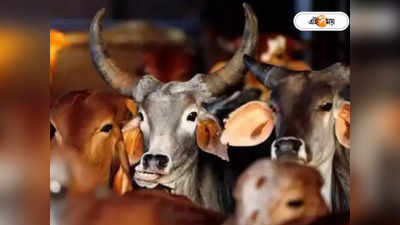 Cattle Smuggling Case: গোরু পাচারে সিবিআইয়ের নজরে এবার লিঙ্কম্যান অনল