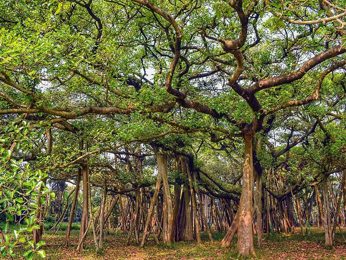 ലോകത്തിലെ ഏറ്റവും വിശാലമായ വൃക്ഷം