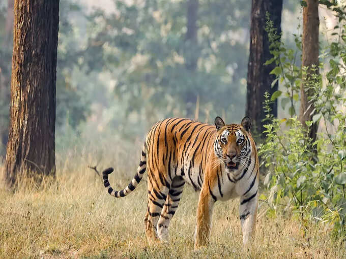 ताडोबा राष्ट्रीय उद्यान, महाराष्ट्र - Tadoba National Park, Maharashtra