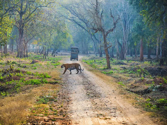 जंगल सफारी के दौरान खुली जीप पर शेर को देखना क्या सच में है सुरक्षित? फैमिली के साथ जाने से पहले जान लें जवाब - is open jeep animal safari safe in