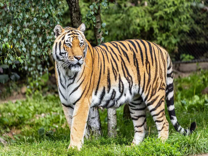 कान्हा राष्ट्रीय उद्यान - Kanha National Park