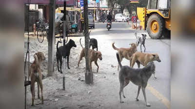 Gujarat Dogs: కోట్ల ఆస్తి ఉన్న శునకాలివే... తినే ఫుడ్ తెలిస్తే అవాక్కవ్వాల్సిందే..!