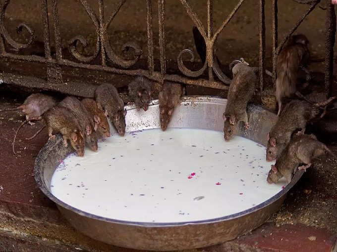 चूहों को मारना है महापाप -