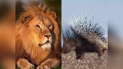 Porcupine Lion News: साही, 2 फुट का जानवर जिस पर जंगल का राजा शेर भी हाथ लगाने से डरता है..