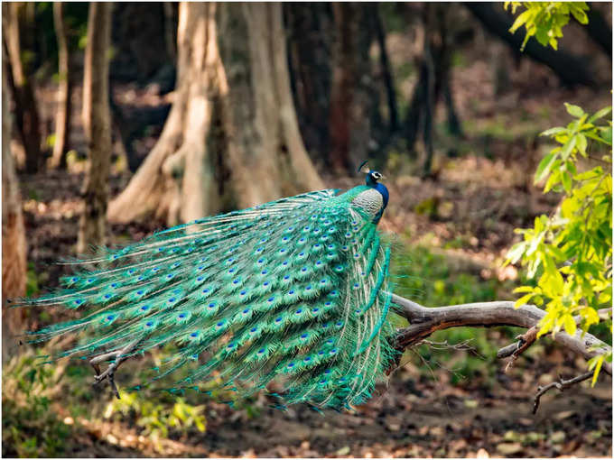 ವನ್ಯಜೀವಿ ಪ್ರೇಮಿಗಳೇ ಕೇಳಿ…!