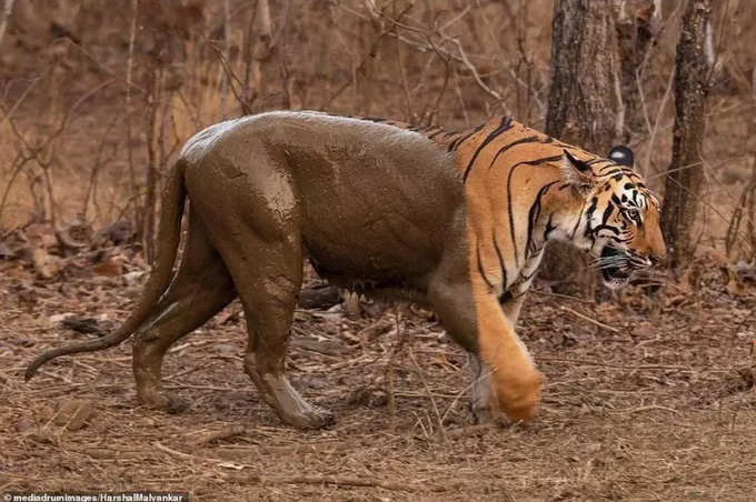 సగం బురద అంటిన పులి. ఫొటోషాప్ ఎడిట్ కాదు