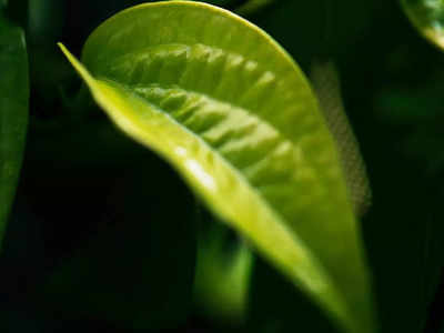 Betel leaves health benefits: రోజూ ఉదయం ఈ ఆకు తింటే.. క్యాన్సర్‌ రాదంట..!