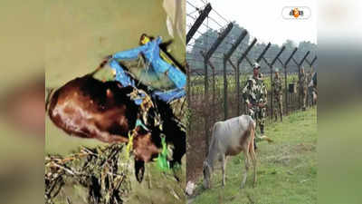 Cattle Smuggling Case: তদন্ত চললেও বিরতি নেই গোরু পাচারে