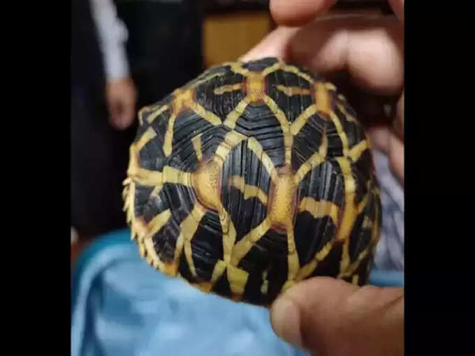 60 star tortoises