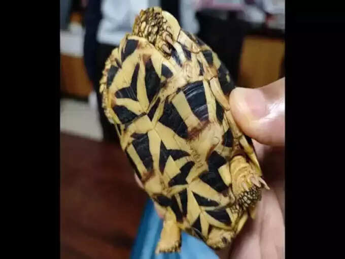 60 star tortoises