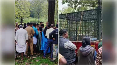 അമ്മ അക്രമകാരിയാകുമോയെന്ന് സംശയം;  മീനങ്ങാടിയിൽ കൂട്ടിലായ കടുവാ കുഞ്ഞിനെ തുറന്നുവിട്ടു