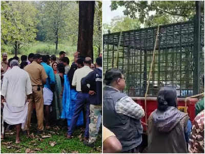 അമ്മ അക്രമകാരിയാകുമോയെന്ന് സംശയം;  മീനങ്ങാടിയിൽ കൂട്ടിലായ കടുവാ കുഞ്ഞിനെ തുറന്നുവിട്ടു