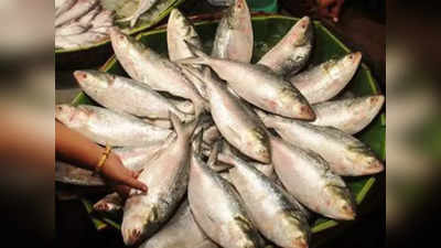 Hilsa Fish: রান্নাপুজোর আগে সুখবর! বাজারে ঢুকল ৫০ টন ইলিশ, দাম কমবে রুপোলী শস্যের?