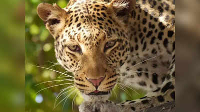 Leopard Attack: ರಾಮನಗರದಲ್ಲಿ ಯುವಕನ ಮೇಲೆ ಚಿರತೆ ದಾಳಿ, ಗಂಭೀರ ಗಾಯ