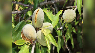 Green almonds benefits: भीगे बादाम छोड़िए, हरे बादाम हैं सेहत का खजाना, शरीर में भर देंगे प्रोटीन-कैल्शियम