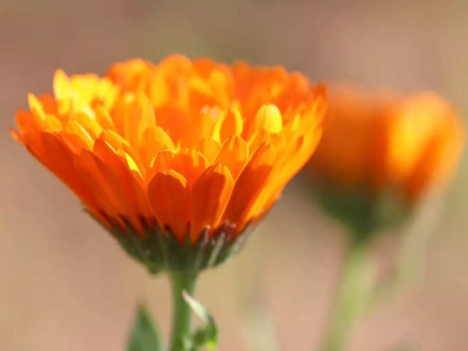 Yellow Flower