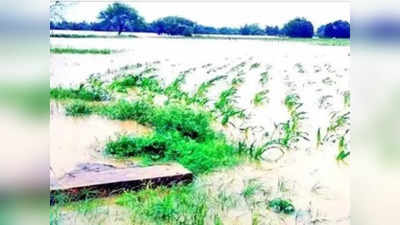 Banda News: बाढ़ में समायी 46 गांवों की 3600 बीघे में खड़ी फसल, किसान परिवारों पर छाया पेट भरने का संकट